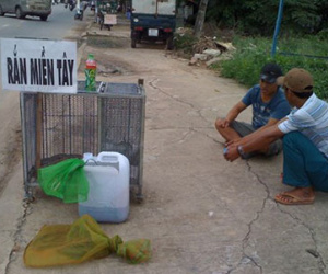 Rắn độc xuống đường phố Biên Hòa