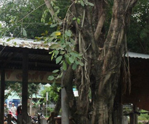 Cưa cây dưới trời mưa, một người bị điện giật tử vong