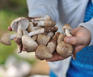 Giữa đêm hàng trăm người vào rừng tìm nấm mối