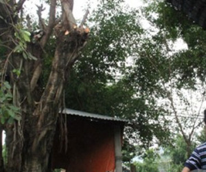 Người đàn ông bị điện giật dính vào cành cây tử vong