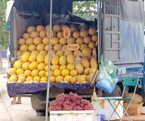Dân Việt ăn 60 tấn dưa lưới vàng Trung Quốc/ngày