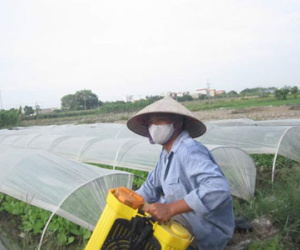 "Không dùng thuốc trừ sâu thì người trồng rau vỡ nợ à?"