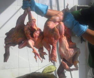 Bắt quả tang xe khách Mai Lan chở hơn 750kg gà thối