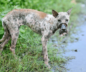 Tranh cãi quanh chuyện chú chó được giải cứu