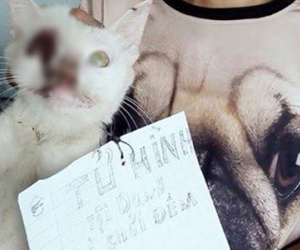 Phẫn nộ nam thanh niên dùng que sắt chọc thủng mắt mèo rồi đem lột hết lông