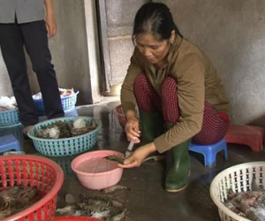Bơm tạp chất lạ vào tôm sú, bán cho trung tâm tiệc cưới