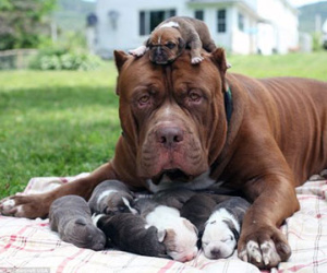 Tận thấy đàn chó pitbull con giá 10 tỉ đồng
