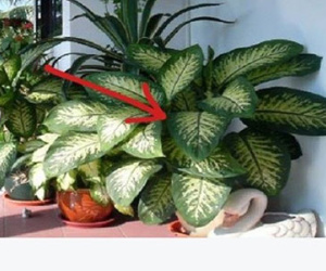 Xuất hiện tin đồn loài cây chứa chất độc gây chết người chỉ trong 1 phút