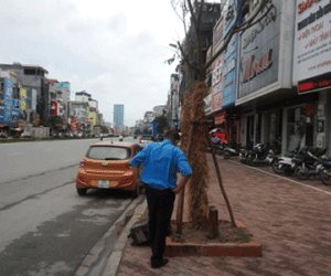Hà Nội: Vì sao cây xanh trồng lại nhiều lần vẫn chết?