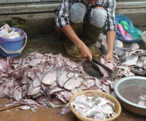 Tiết lộ gây sốc về đường đi của gà, cá, tôm bẩn đến quán cơm