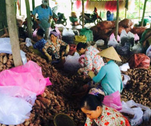 Giải cứu khoai lang bị thương lái Trung Quốc ép giá