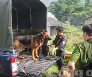 Clip: Huy động công an và chó nghiệp vụ truy bắt hung thủ
