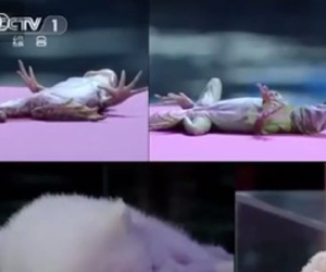Clip: Kinh ngạc khả năng thôi miên động vật của bé gái