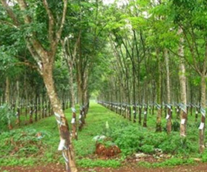 Hãi hùng phát hiện người đàn ông chết treo cổ trong rừng cao su