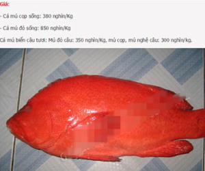 Nhà giàu Hà Thành tẩm bổ cá mú đỏ 1 triệu/kg
