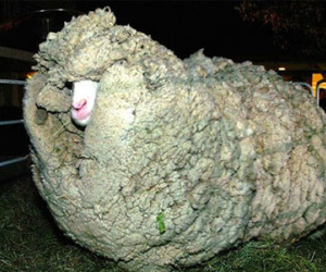 Chú cừu sở hữu bộ lông khổng lồ vì trốn cạo lông suốt 6 năm