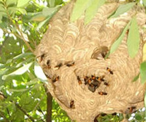 Chặt cây làm củi, thiếu nữ 15 tuổi bị ong đốt trên 150 mũi