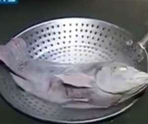 Kinh ngạc clip cá chép bơi tung tăng sau khi... rã đông