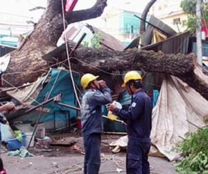Cây xanh cao 20m đè sập 2 căn nhà giữa Sài Gòn