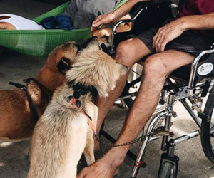 Những chú chó kéo xe của người đàn ông bị liệt hai chân ở Lý Sơn