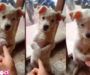 Dân mạng phát cuồng chú chó: “Mắng thì mắng chứ đừng có chỉ tay vào mặt”