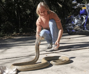 Rắn hổ mang chúa xổng chuồng, bang Florida sống trong sợ hãi