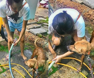Cô gái lội bùn, nhảy sông cứu chú chó đi lạc