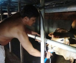 Trắng đêm mật phục bắt quả tang lò mổ bơm nước vào bò