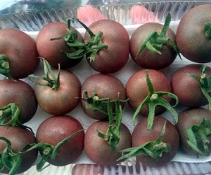 Ăn cà chua lạ, đắt gấp 10 vẫn tranh nhau mua