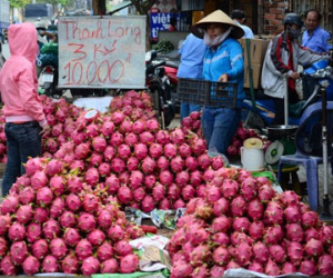 Thanh long giá bèo 3.000 đồng/kg vẫn vắng người mua