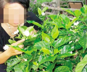 Lạ lùng cây tăng ham muốn “phòng the” cho gia chủ