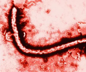 Nguy cơ tái bùng phát dịch Ebola vì… “tự sướng”