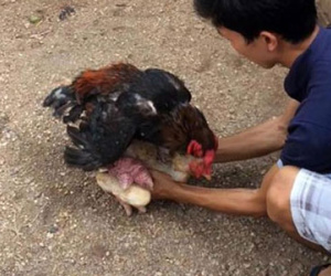 Thương lái TQ đổ xô mua gà tiến vua: Mừng ít, lo nhiều