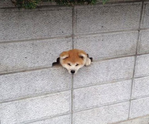 Chú chó Akita Inu cố chui đầu vào lỗ hổng tường để chào người qua lại