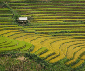 Chùm ảnh: Tây Bắc đẹp đến tan chảy trong nắng đầu thu
