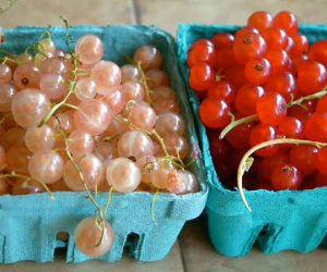 Nho chuỗi ngọc 2 triệu/kg: Nhà giàu Hà thành lên cơn sốt