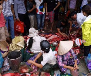 Chen nhau mua thịt trâu chọi tiền triệu