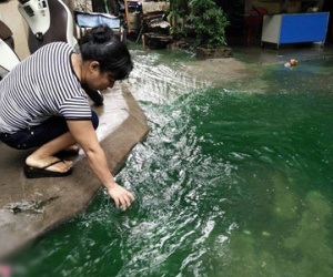 Giải mã nguyên nhân nước ngập chuyển màu xanh