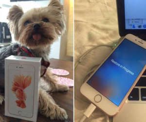 iPhone 6S bất ngờ đến tay người dùng sớm