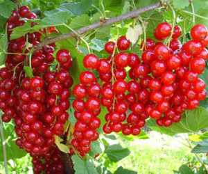 Nho chuỗi ngọc ở Việt Nam giá 2 triệu đồng/kg, ở Châu Âu chỉ là cây mọc bụi