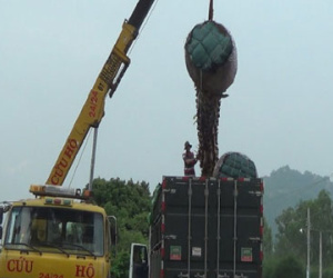 Ồ ạt bán cây thốt nốt cho thương lái Trung Quốc