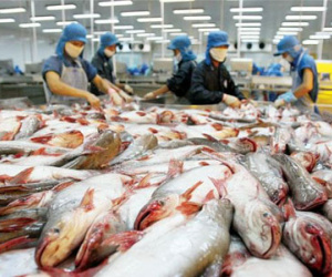 Cá tra Việt Nam bị Trung Quốc cạnh tranh ở Mexico