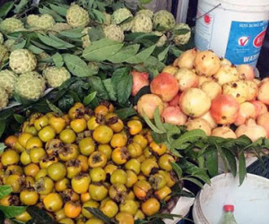 Phá cỗ Trung thu: 100 tấn lựu, hồng Tàu mỗi ngày