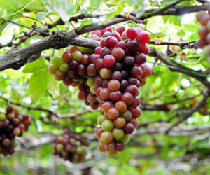 Nho đỏ đội lốt nho Ninh Thuận giá 30.000 đồng/kg tràn ngập thị trường Hà Nội