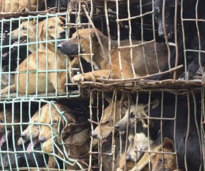 Khoảng 5 triệu chú chó bị sát hại để làm thức ăn, mồi nhậu mỗi năm