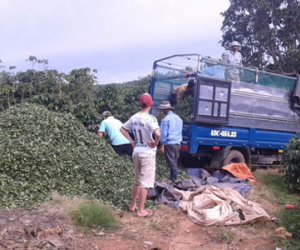 Bà Hà Linh mất, dân trồng trà khốn đốn