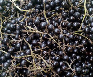 Nho rừng 50.000 đồng/kg, bà nội trợ tò mò đặt mua