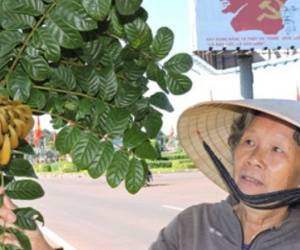 Phát hoảng 1600 cây độc, động vào ngứa khắp người trên quốc lộ 14