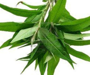 Rau răm có thực sự là "kẻ thù" của tình dục?