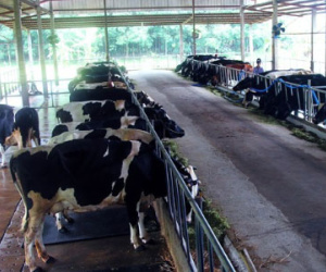 Sau TPP, doanh nghiệp sữa Việt ra sao?